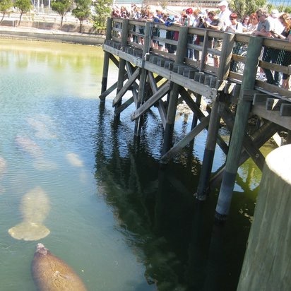 Manatee Viewing Center